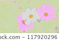 Cosmos flowers 117920296