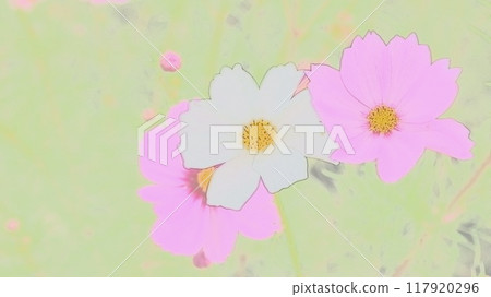 波斯菊花 117920296