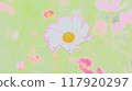 Cosmos flowers 117920297