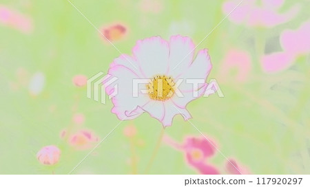 波斯菊花 波斯菊花 117920297