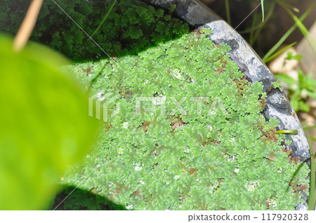 Azolla Microphylla, Azolla Nilotica or Azolla Anabaena or Water fern or Azolla filiculoides or water lettuce ,stemless water plant or duckweed in the well and rain drop 117920328