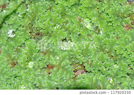 Azolla Microphylla, Azolla Nilotica or Azolla Anabaena or Water fern or Azolla filiculoides or water lettuce ,stemless water plant or duckweed in the well and rain drop Azolla Microphylla, Azolla Nilotica or Azolla Anabaena or Water fern or Azolla filiculoides or water lettuce ,stemless water plant or duckweed in the well and rain drop 117920330