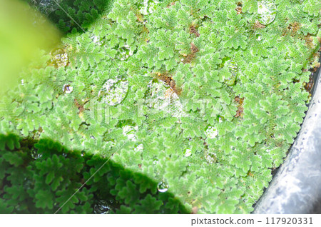 Azolla Microphylla, Azolla Nilotica or Azolla Anabaena or Water fern or Azolla filiculoides or water lettuce ,stemless water plant or duckweed in the well and rain drop 117920331
