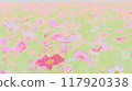 Cosmos field spreading all over 117920338