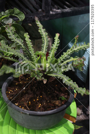 Pogostemon Helferi fern plant on nursery 117920395