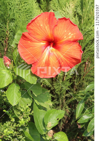 Shoeblackplant flower plant on nursery 117920397