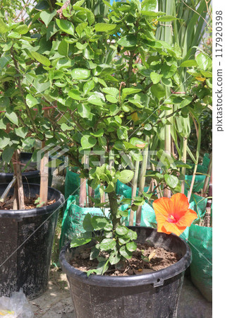 Shoeblackplant flower plant on nursery 117920398