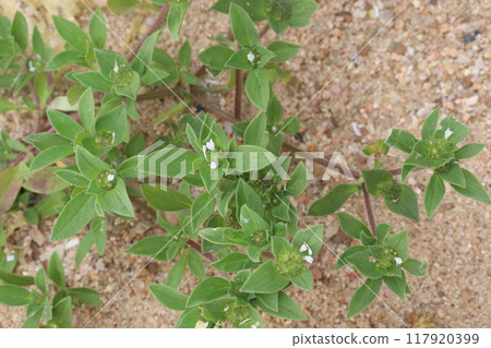 Richardia scabra plant on nursery 117920399
