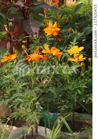 yellow colored sulfur cosmos flower yellow colored sulfur cosmos flower 117920453