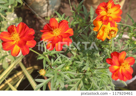 yellow colored sulfur cosmos flower 117920461