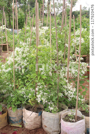 Sweet autumn clematis flower plant on nursery 117920476