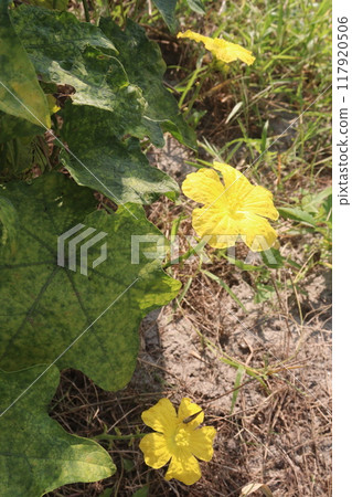 Sponge gourd on farm for harvest Sponge gourd on farm for harvest 117920506