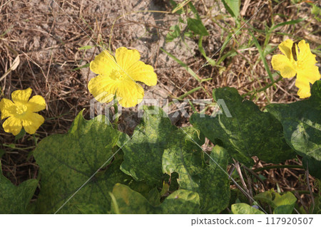 Sponge gourd on farm for harvest 117920507