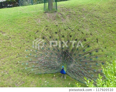 Peacock with spread wings Peacock with spread wings 117920510