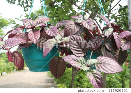 Strobilanthes alternata plant on hanging pot 117920591