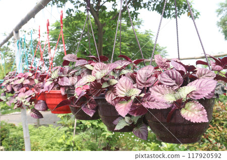 Strobilanthes alternata plant on hanging pot 117920592
