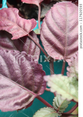 Strobilanthes alternata plant on hanging pot 117920593