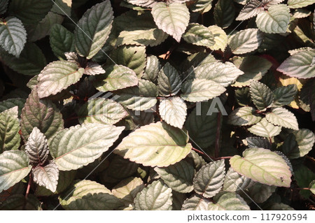 Strobilanthes alternata plant on hanging pot 117920594