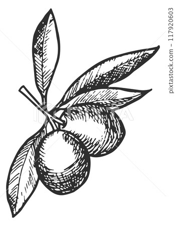 Olives engraving. Hand drawn natural leaf branch Olives engraving. Hand drawn natural leaf branch 117920603