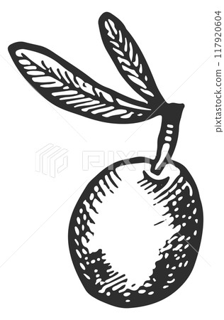 Fresh olive sketch. Ripe berry ink drawing Fresh olive sketch. Ripe berry ink drawing 117920604