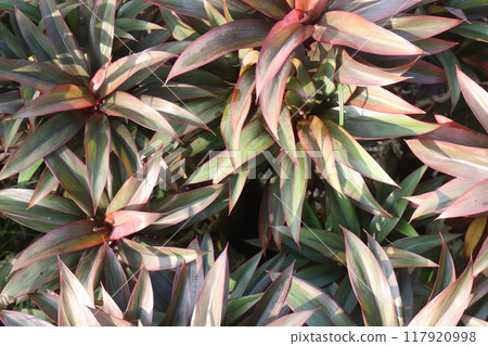 Stromanthe plant on nursery for sell 117920998