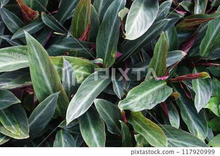 Stromanthe Stripestar plant on nursery Stromanthe Stripestar plant on nursery 117920999