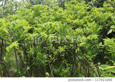 sugar apple plant on nursery for sell 117921000