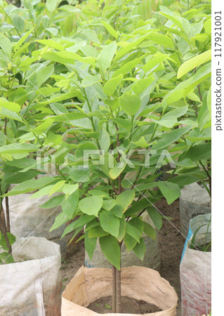 sugar apple plant on nursery for sell 117921001