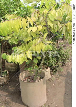 sugar apple plant on nursery for sell 117921004