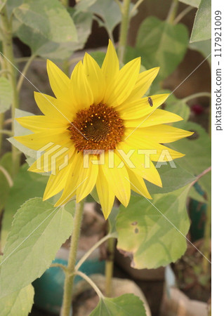 sunflower plant on farm for harvest sunflower plant on farm for harvest 117921009