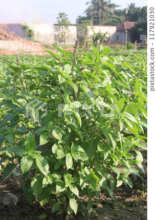 sweet basil plant on nursery sweet basil plant on nursery 117921030