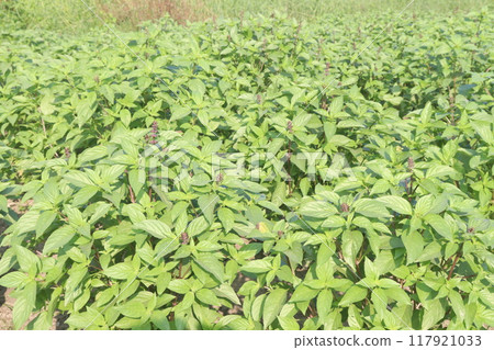 sweet basil plant on nursery sweet basil plant on nursery 117921033