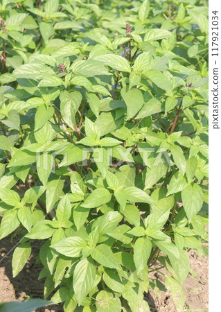 sweet basil plant on nursery sweet basil plant on nursery 117921034