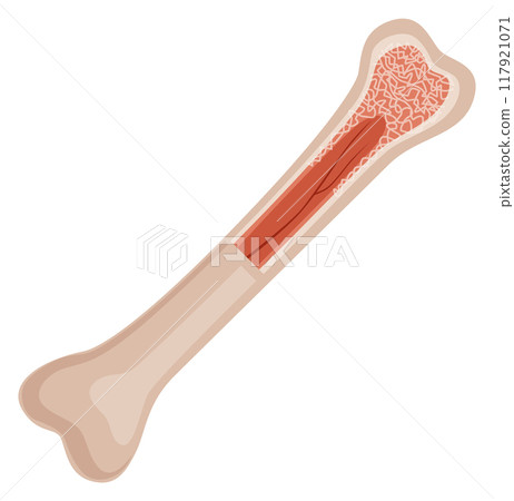Bone structure. Medical educational illustration of human anatomy Bone structure. Medical educational illustration of human anatomy 117921071