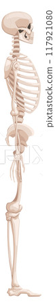 Human skeleton side view. Medical anatomy illustration Human skeleton side view. Medical anatomy illustration 117921080