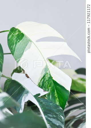 Epipremnum, Epipremnum Pinnatum Variegata or Epipremnum pinnatum variegated albo Epipremnum, Epipremnum Pinnatum Variegata or Epipremnum pinnatum variegated albo 117921172