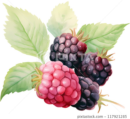 Blackberry 117921285