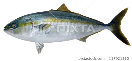 美味的鹹水魚/野生黃尾魚切口白色背景真實觸摸插圖 117921310