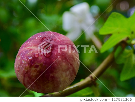 Figs are a gift from the garden during the scorching heat. 117921366