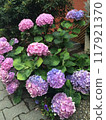 Hydrangea flowering on the roadside 117921370