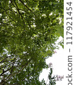 Looking up at trees in the fresh green season 117921454