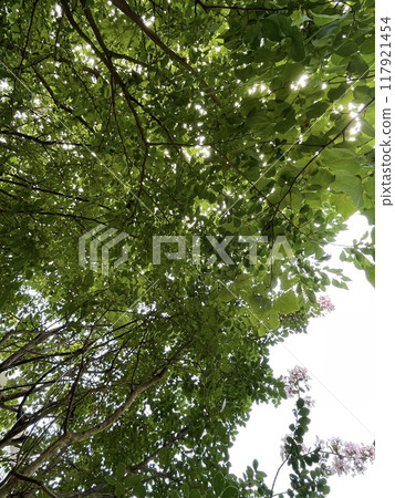 Looking up at trees in the fresh green season 117921454
