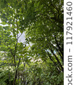 Looking up at the trees in the season of fresh green leaves 2 117921460