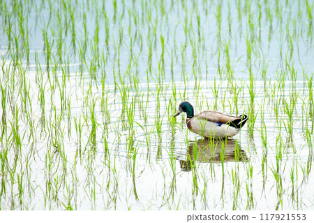 Paddy duck 117921553