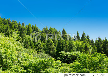 Sugiyama and blue sky 117921706