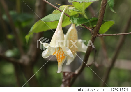 Nature Plants: Deutzia gracilis, endemic to Japan. A deciduous shrub of the Caprifoliaceae family, flowers in early summer, two on each branch. Nature Plants: Deutzia gracilis, endemic to Japan. A deciduous shrub of the Caprifoliaceae family, flowers in early summer, two on each branch. 117921774
