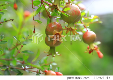 姬櫻(日本石榴)的果實 姬櫻(日本石榴)的果實 117921913