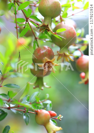 Pomegranate (Korean pomegranate) fruit 117921914
