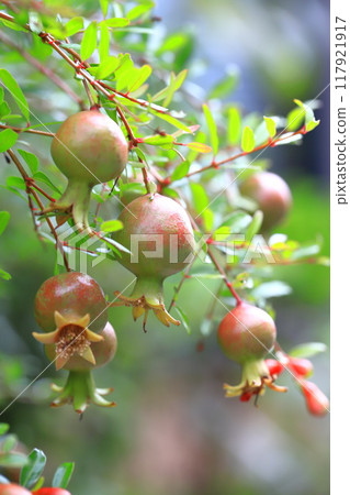 Pomegranate (Korean pomegranate) fruit 117921917