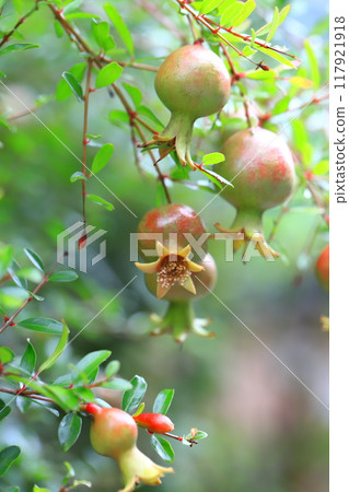 姬櫻（日本石榴）的果實 117921918